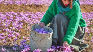 saffron