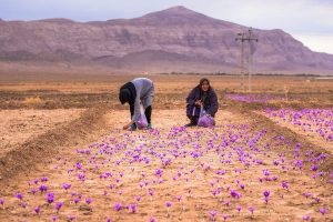 saffron-kerman